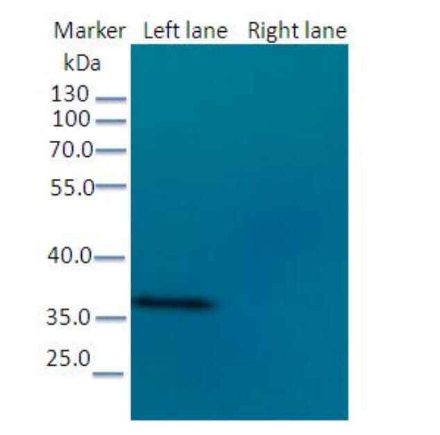 HEK293F cells were transfected with the pCMV-control (Right lane) or pCMV-NIT1 (Left lane) cDNA for 48 hrs and lysed. Equivalent amounts of cell lysates (5 μg per lane) were separated by SDS-PAGE and immunoblotted with anti-His tag.